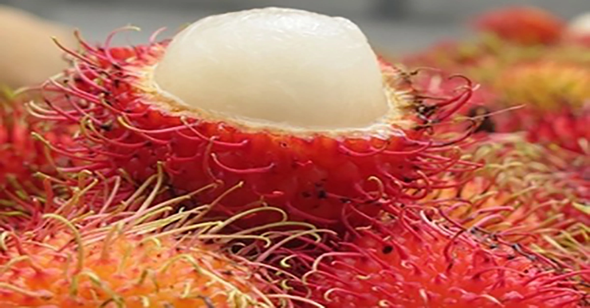 Bushy Saltwater 1200x627 WebP